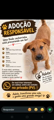 Doa- se uma cachorra, sem raça  definida7 meses, ela é  dócil, so mim chamem, quem queira 