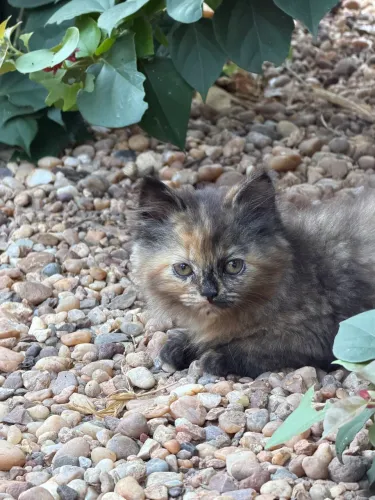 Vende-se gatinhos persas