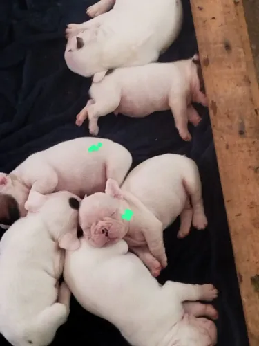 Cachorros buldogues francês