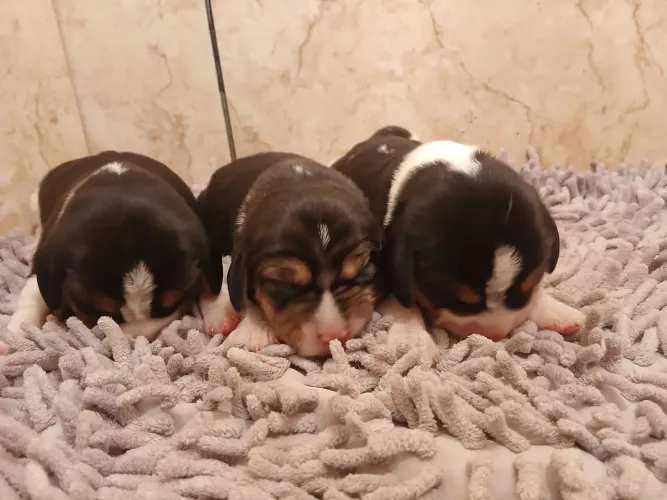 Filhotes de Beagle