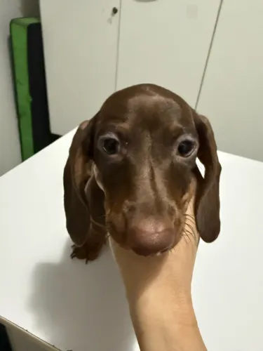 Salsichinha chocolate