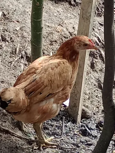 Galinha 