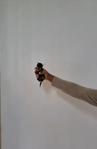Pinscher zero o seu ratinho favorito esta aqui confira 