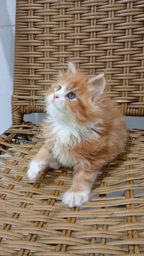 Lindo gato Maine coon