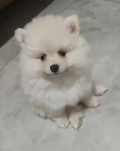 Spitz alemão macho creme 