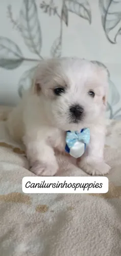 maltes lindos bebes disponiveis