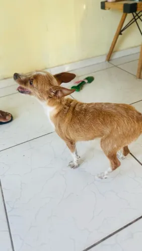 Cachorro pinscher