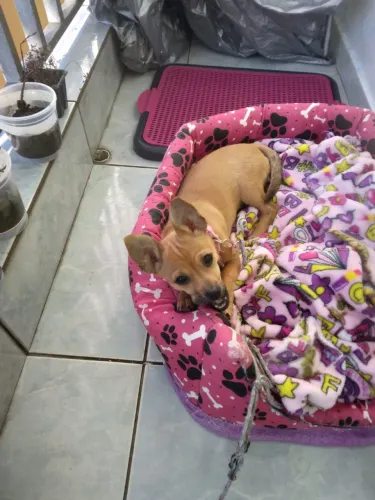A venda Pinscher 1 Femea?