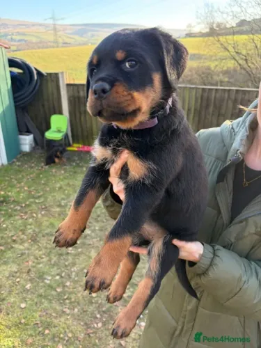 Filhotinhos rottweiler super dóceis e de linhagem selecionada de guarda