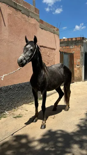 Égua mangalarga marchador