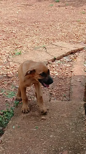 Cachorro Doação