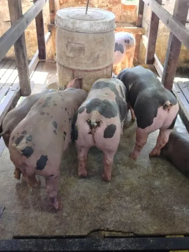 Leitão pietran x belga 