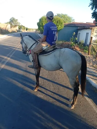 Potro Qm 7/8 sem papel, domado pra vender com preço