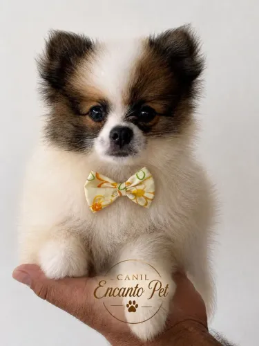 Spitz alemão 