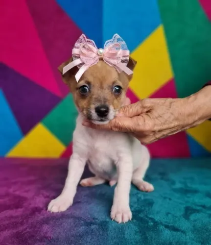 Pinscher Pronto Para um Novo Lar