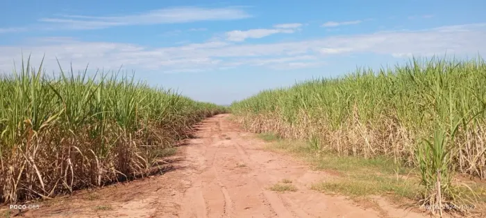 Oportunidade Única - 15 alqueires em Floreal-SP por R$160Mil o Alqueire - Platanção cana!