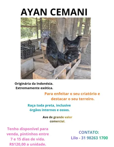 AYAN CEMANI RAÇA PURA - PINTINHOS
