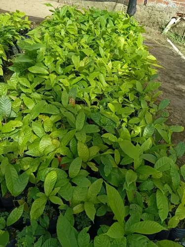 Mudas de cacau parazinho comum pronto para plantio ou enxertia