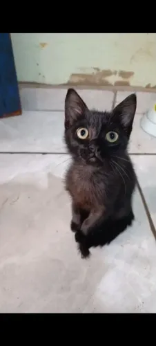 Gatinho para adoção