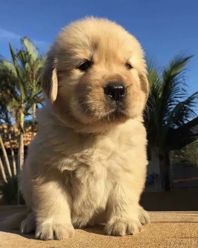 Golden Retriever - Fofura Que Alegra Qualquer Dia