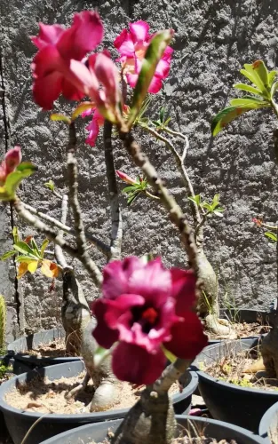 ROSA DO DESERTO