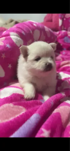 spitz alemão