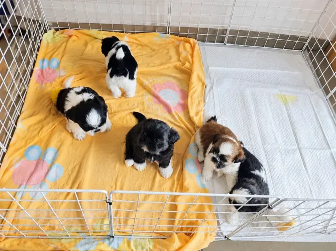 Filhotes de Shih Tzu