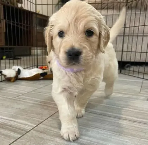 Filhotes de Golden Retriever | Companhia cheia de amor.
