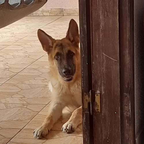 Cachorro Pastor alemão