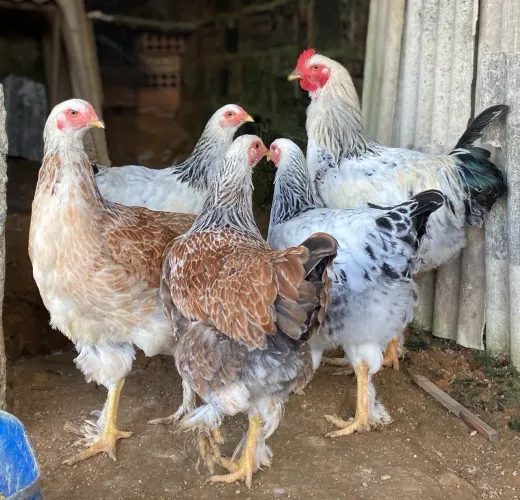 Frangas Mestiças gsb e brahma dark
