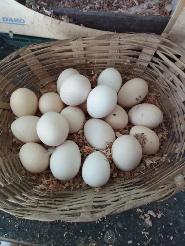 Ovos galados de galinha exóticos Smoot 