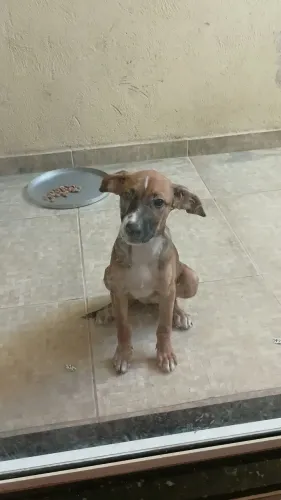 Cachorro filhote pra adoção