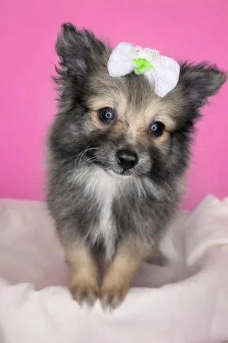 Luluzinho anão ursinho