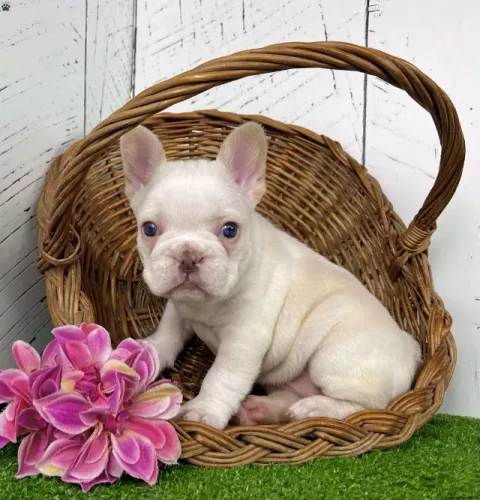 Bulldog Francês pronta entrega - adquira agora