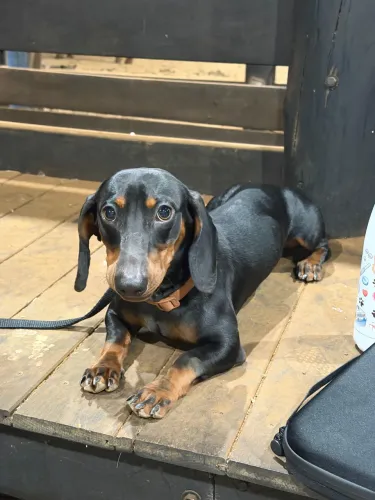 Dachshund/Salsicha macho para cruzamento