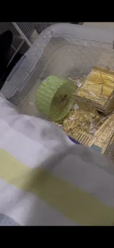 Vendo hamster 