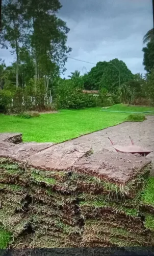 Vendo grama esmeralda bem verdinha