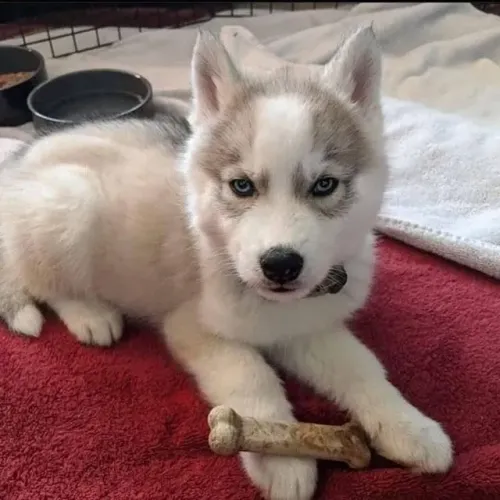 Filhotes de Husky Siberiano | Um amigo pronto para compartilhar felicidade