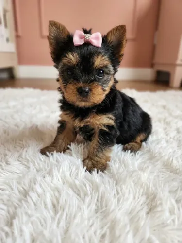 Yorkshire Terrier Fêmea Princesinha