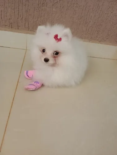 Spitz fêmea ursinha, micro com 70 dias, pedigree e vacina em 10x