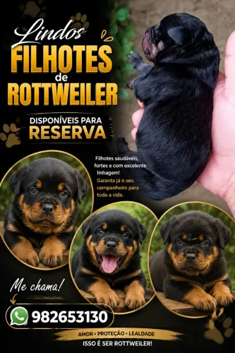 Rotweiller macho e fêmea