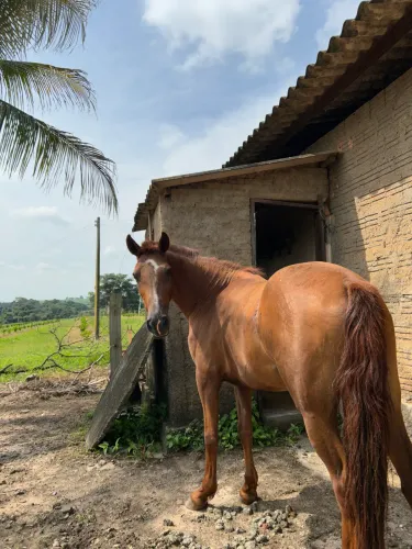Cavalo