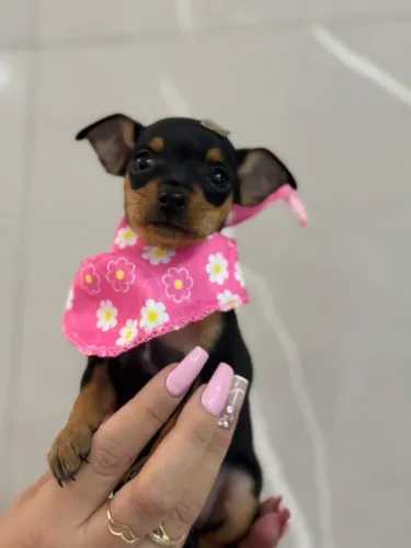 Pinscher lindao, também temos fêmeas