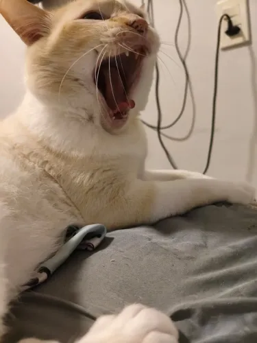 Gatinho castrado para doação responsável