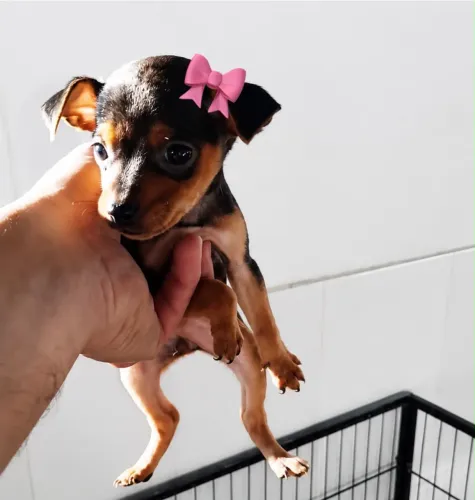 Pinscher fêmea linhagem exótica 