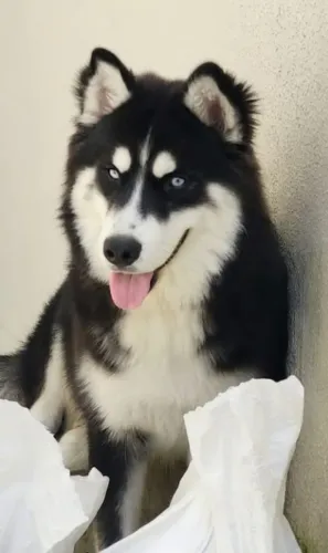 Doação de husky fêmea