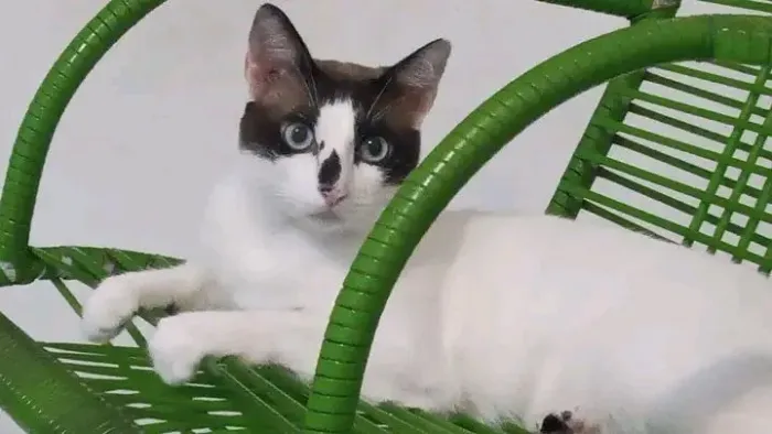 Gato para Adoção
