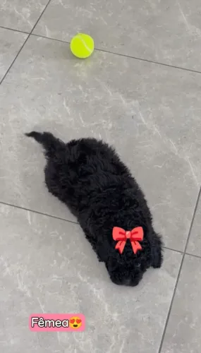 Filhote de poodle FÊMEA e MACHO