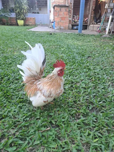 Animais de estimação 