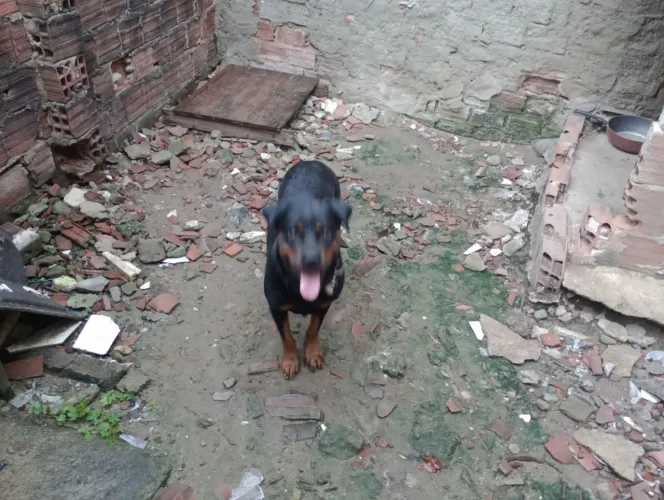 Procura rottweiler macho